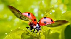 Божовини: види, опис та спосіб життя